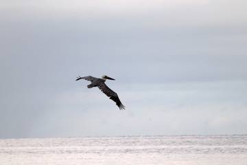 Amazing Beautiful Birds in Naples Florida