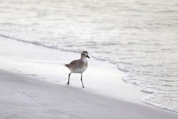 Amazing Beautiful Birds in Naples Florida
