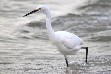 Obraz premium Amazing Beautiful Birds in Naples Florida