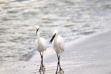 Amazing Beautiful Birds in Naples Florida