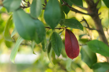 green foliage on a tree with one red leaf close up in the Park