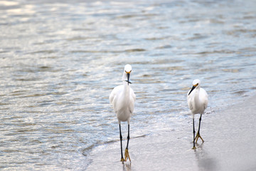 Obraz premium Amazing Beautiful Birds in Naples Florida