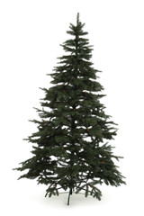 Green fir tree isolated on white background