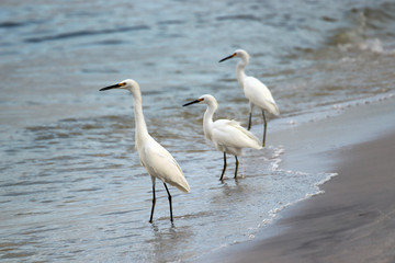 Amazing Beautiful Birds in Naples Florida