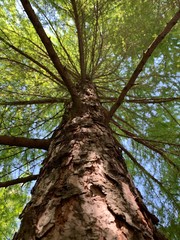 Fototapeta premium tree in the forest