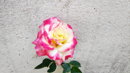 roses on wooden background