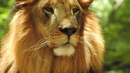 Lion Guarding Territory from another male lion. Closeup face of Lion. Closeup of a Lion cub in the...