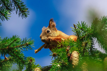 squirrel gnaws cones on top of a tree. wild nature. squirrel against a blue sky.