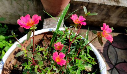 flowers in the garden