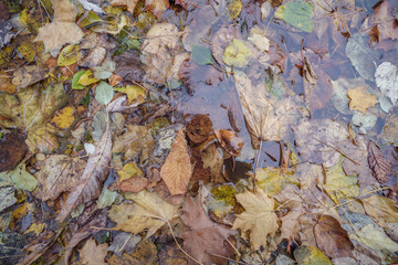 Autumn leaves in a dirty puddle on top