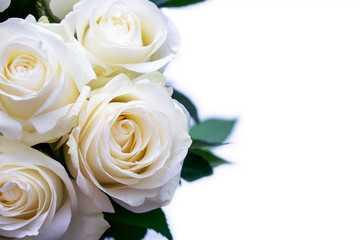 White roses close-up on a white background. White flowers with copyspace. Isolate