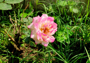 pink rose in the garden