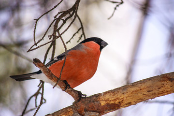 Common bird Bullfinch (Pyrrhula) with red breast sitting on snow maple branch. Close-up horizontal colorful image with copy space.