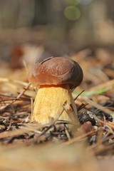 Alone Mushroom
