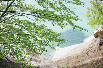 sea view through the trees