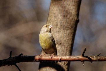 European greenfinch chloris chloris sitting on branch of tree. Cute green songbird in wildlife.