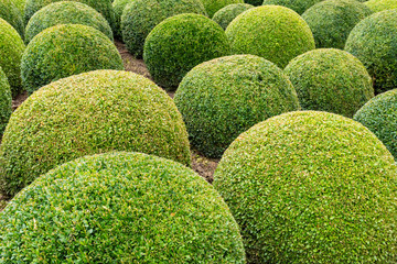 Beatuiful Landscaped garden with boxwood balls near Chateau d'Amboise in Loire valley in France