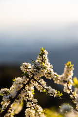 Close up of a little white flowers branches