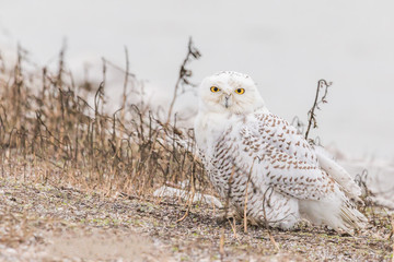 Snowy Owl By water