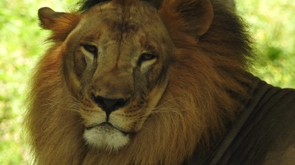 lion looking regal standing, closeup photography of wild animal lion with nikon, Strong Looking...