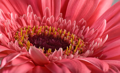  image of a beautiful red flower close-up