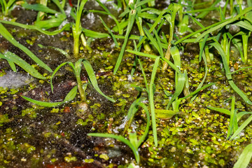 Water plants and duckweed frozen in ice, ice pond in the beginning of winter