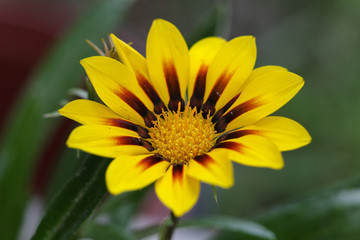 Yellow flowers