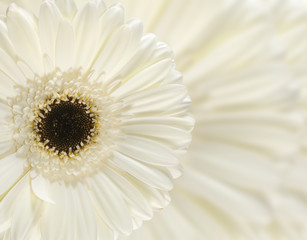 Obraz na płótnie Canvas image of a beautiful white flower close-up
