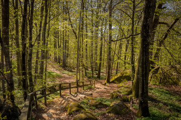 Fototapeta premium Path trough the beech forest in Larvik, Norway. Fagus sylvatica