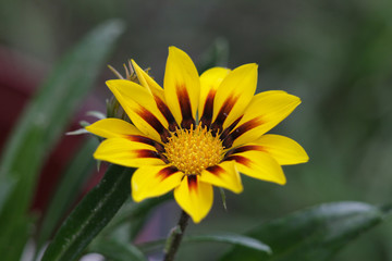 Yellow Flower