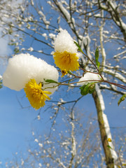 yellow flowers in autumn
