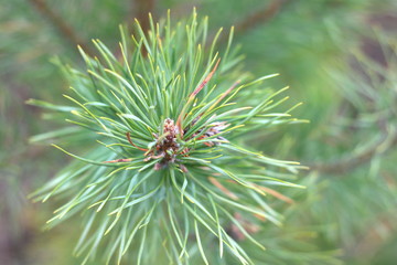 Naklejka na ściany i meble Pine branch with sharp pine needles on background of other pine branches as Christmas background for New Year card with illusion of smell of pine