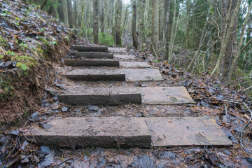 wooden stairs in the park