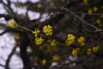 Flowering Cornelian cherry (European cornel) 
