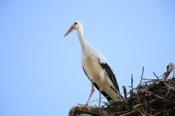 Аист, Символ Беларуси, Бусел