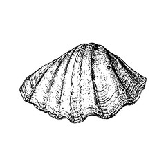 Sea shell drawing. Black on a white background. Vector illustration.