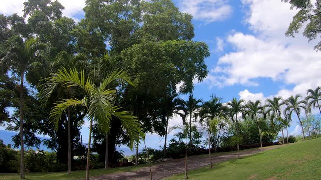 A low angle steady panning shot of beautifully manicured palm trees along a walking path.
