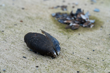 Close up of cracked mussels on the dock