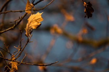 Dry oak leaf on a tree in autumn time.