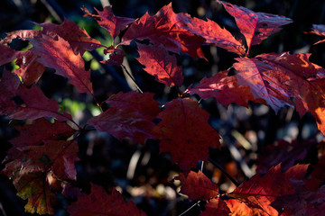 Red oak leaves in the glow of light.