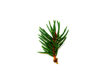 Closeup of isolated fir tree branch