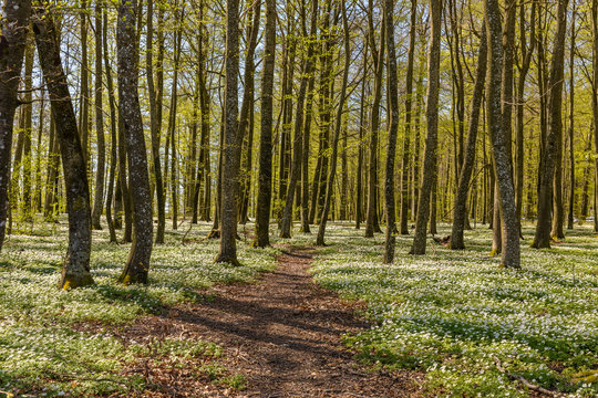 Path through the spring flowers in the beech forest - wood anemone, windflower, thimbleweed, smell fox - Anemone nemorosa - in Larvik, Norway