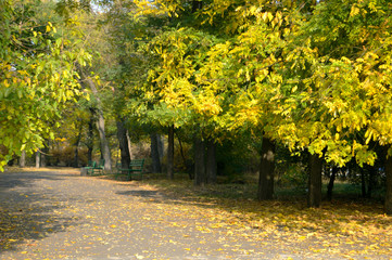 autumn in the park