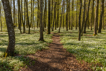 Path through the spring flowers in the beech forest - wood anemone, windflower, thimbleweed, smell fox - Anemone nemorosa - in Larvik, Norway