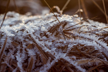 Grass covered with hoarfrost outgrowths in severe frost