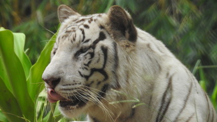 Attention in eyes of a white bengal tiger, walking on fresh snow in winter forest. The most beautiful animal and very dangerous beast of the world. Animal portrait on rocky background. © Motion Photography