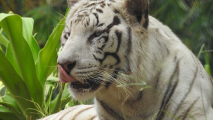 Attention in eyes of a white bengal tiger, walking on fresh snow in winter forest. The most beautiful animal and very dangerous beast of the world. Animal portrait on rocky background. © Motion Photography