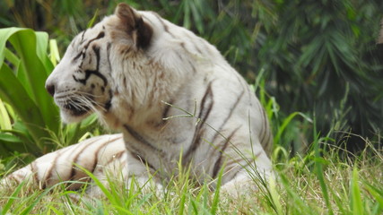 Attention in eyes of a white bengal tiger, walking on fresh snow in winter forest. The most beautiful animal and very dangerous beast of the world. Animal portrait on rocky background. © Motion Photography