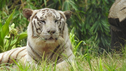 Attention in eyes of a white bengal tiger, walking on fresh snow in winter forest. The most beautiful animal and very dangerous beast of the world. Animal portrait on rocky background. © Motion Photography