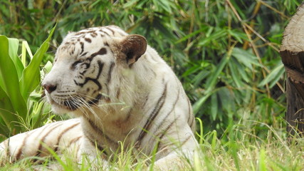 Attention in eyes of a white bengal tiger, walking on fresh snow in winter forest. The most beautiful animal and very dangerous beast of the world. Animal portrait on rocky background. © Motion Photography
